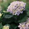 今日の紫陽花