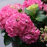 今日の紫陽花　2
