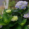 今日の紫陽花　3