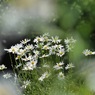 写真句：フランス菊２