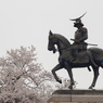 青葉城の桜