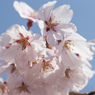 榴ヶ岡公園の桜