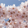 榴ヶ岡公園の桜