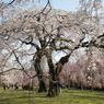 榴ヶ岡公園の桜