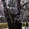 榴ヶ岡公園の桜