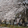 榴ヶ岡公園の桜