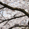 榴ヶ岡公園の桜