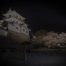 白石城の桜