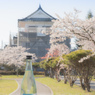 城山公園の桜
