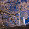 城山公園の桜