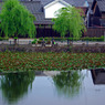 岸和田城お堀端　IMGP6297zz