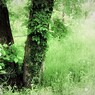 森の声