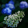 柏葉紫陽花　P1270150zz