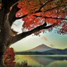 もみじトンネル　１１月