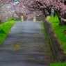 雨の桜坂