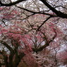 桜の森