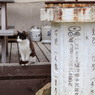 猫の島