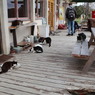 猫の島