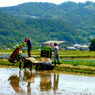 田植え