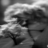 紫陽花　無彩Ⅱ