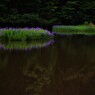 平池の初夏の水辺　２
