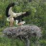 コウノトリ巣立ち間近？　①