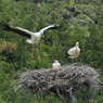 コウノトリ巣立ち間近？　①
