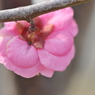 梅の花びら、裏側から