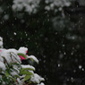 snow05