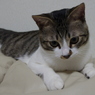 平次。1歳。