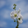 梅雨の晴れ間