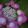 夜明けの紫陽花