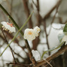 雪解けの白梅-2