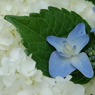 我家の紫陽花