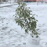 雪だるまの神様ｗｗｗ