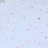 雪の絨毯梅模様