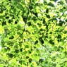白布の森