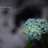 Hydrangea of the valley