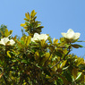 純白～！！　　　タイサンボク（泰山木）の花