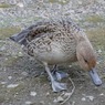 カモ・・・1