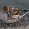 カモ・・・2