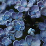 お花の中にお花が咲いた。