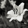 「Lily」 (film:HR20)