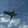 空飛ぶペンギン