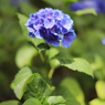 夏日の紫陽花