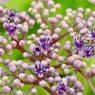 お花畑１