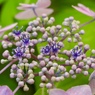 お花畑２