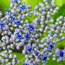 お花畑３