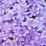 June Wall 3