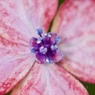 花　１